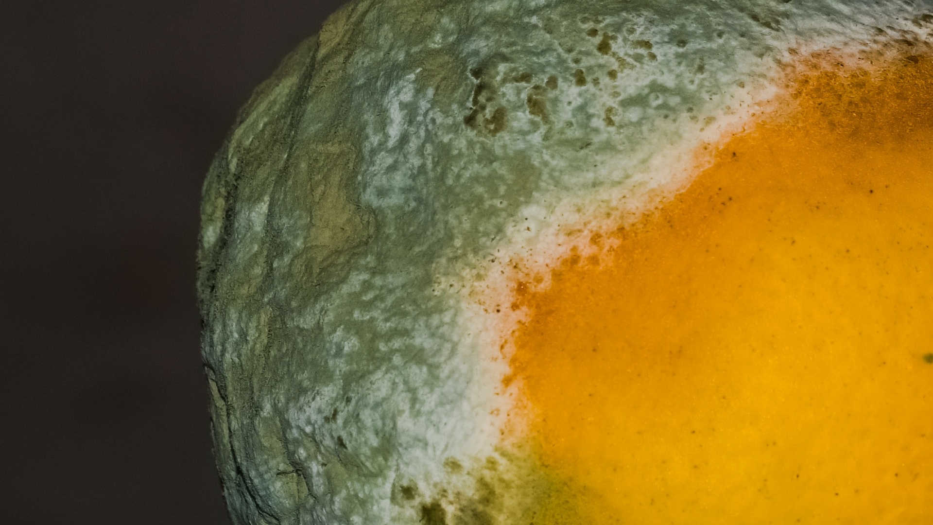 How do bacteria eat fungi?